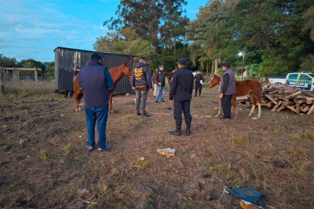 San Luis del Palmar: Rescatan caballos por maltrato animal-